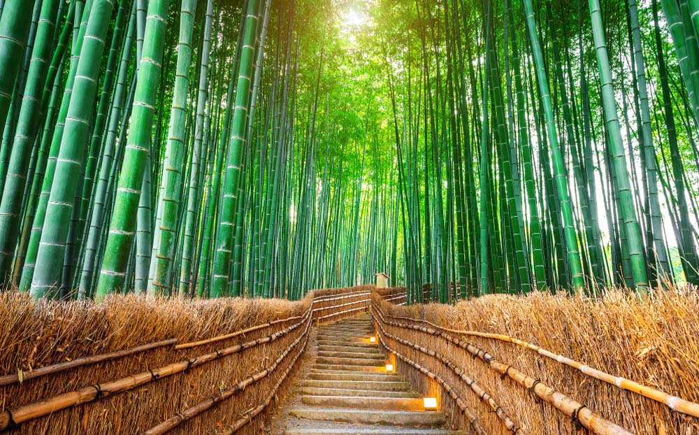 Arashiyama Bamboo Forest, Japan