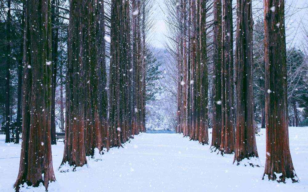 PAKEJ KOREA IN-DEPTH WINTER 6H4M_1