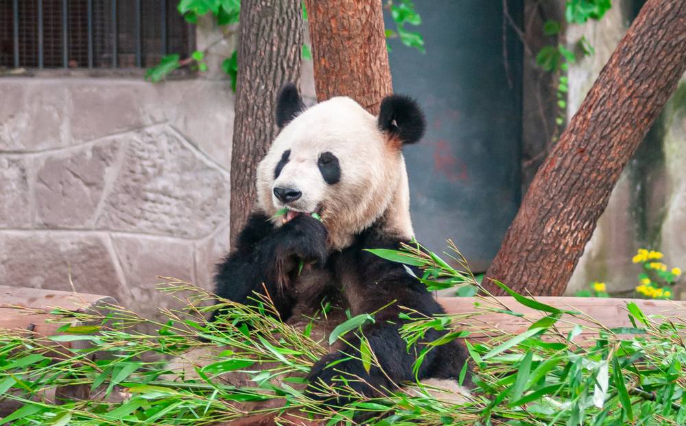 PAKEJ CHONGQIN + CHENGDU 6H5M_WEB (5)