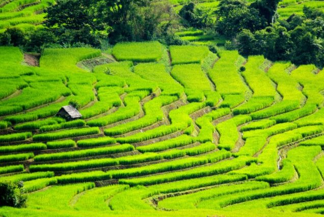 Sawah padi bertingkat di Guangxi, China